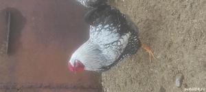 Cocoș rasă brahma și viandot - imagine 2