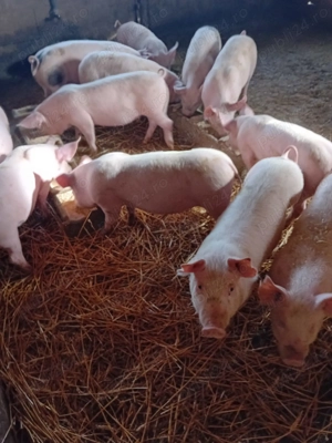 Grăsuni de vânzare  - imagine 2