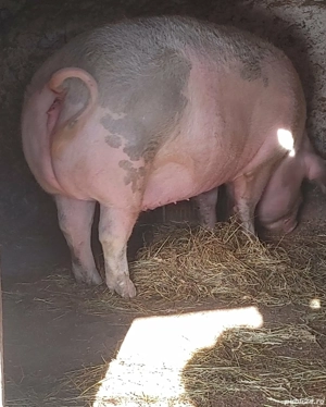 Porc de vânzare. - imagine 2