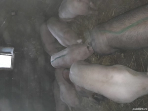 porci de vinzare - imagine 2