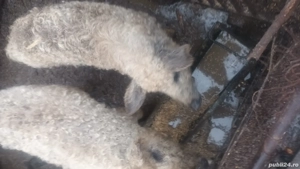porci mangalița de vănzare