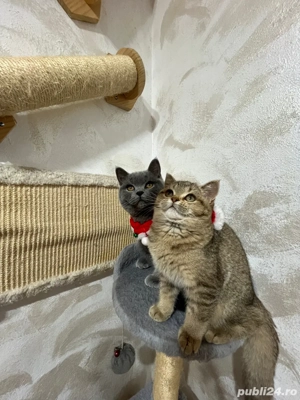 british shorthair golden - imagine 3