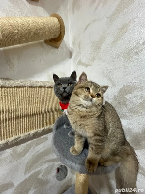 british shorthair golden - imagine 2