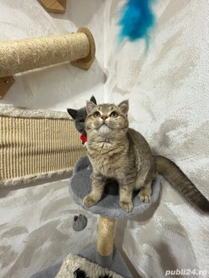 british shorthair golden - imagine 4