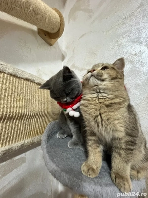 british shorthair golden