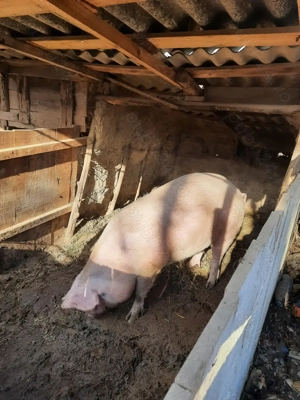 Porc de vanzare (in viu) - imagine 3