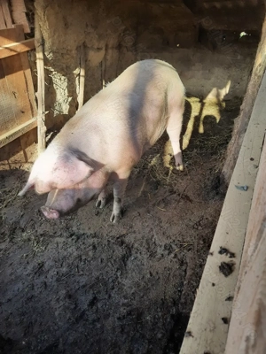 Porc de vanzare (in viu) - imagine 5