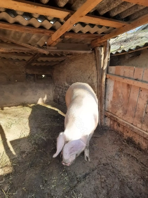 Porc de vanzare (in viu) - imagine 2