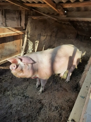 Porc de vanzare (in viu) - imagine 4