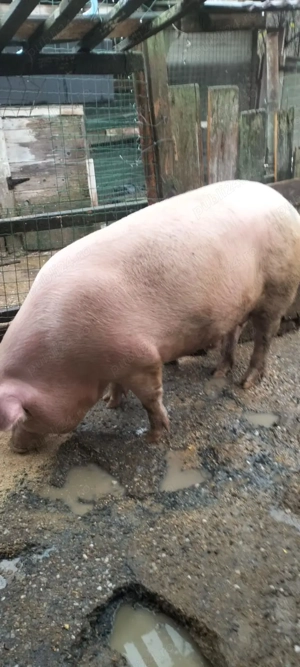 Porci de vanzare - imagine 4