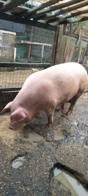 Porci de vanzare - imagine 3