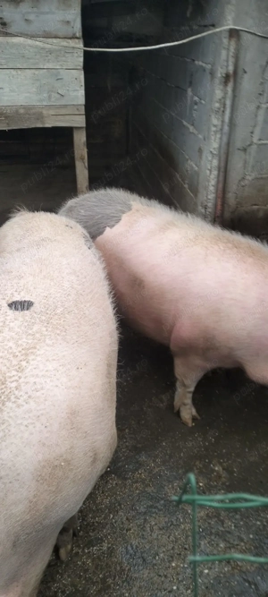 Porci de vanzare - imagine 2