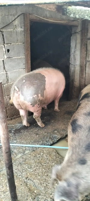 Porci de vanzare - imagine 5