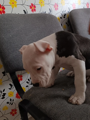 Pui amstaff.  - imagine 2