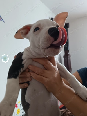 Pui amstaff.  - imagine 3