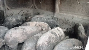 vand porci crescuti naturali  - imagine 4