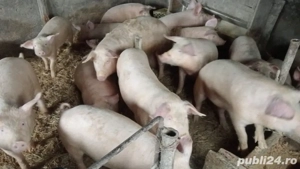 vand porci crescuti naturali  - imagine 3