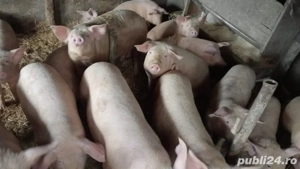 vand porci crescuti naturali 