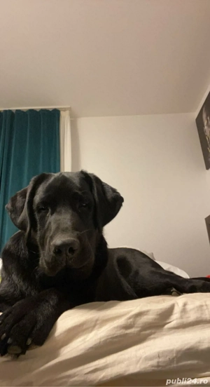 Dau spre Adoptie Labrador Retriever negru cu pedigree.Doar adoptie responsabila - imagine 2