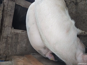 vand porci  de carne 