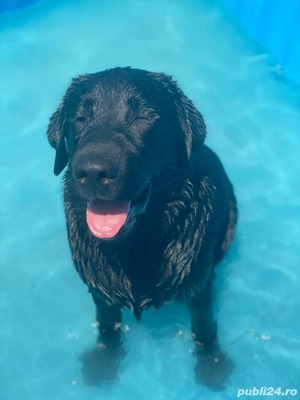 Catelusa Labrador Retriever cu Pedigree - imagine 2