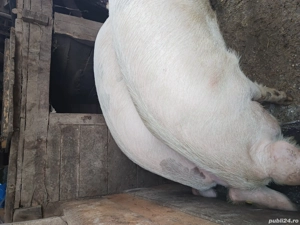 vand porci  de carne  - imagine 2