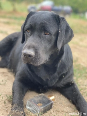 Catelusa Labrador Retriever cu Pedigree - imagine 3