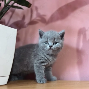 Pisici British Shorthair- Pui Premium, Crescuți Profesional