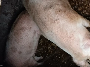 Vând porci pentru craciun