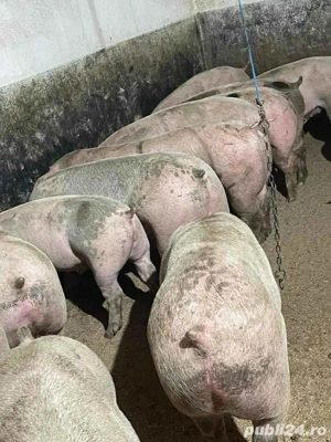 Porci de carne - imagine 3