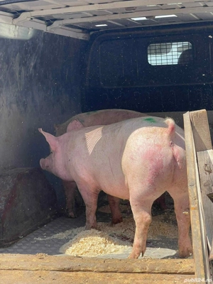 Porci de carne - imagine 4