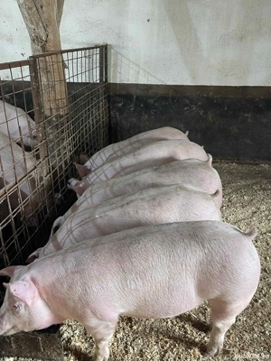 Porci de carne - imagine 5