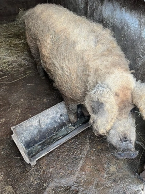 Porc mangalita - imagine 2