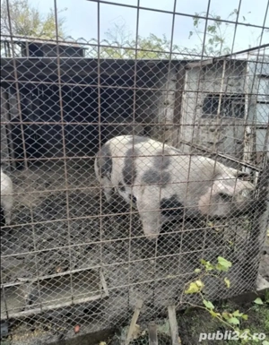 Vand purcea - imagine 2