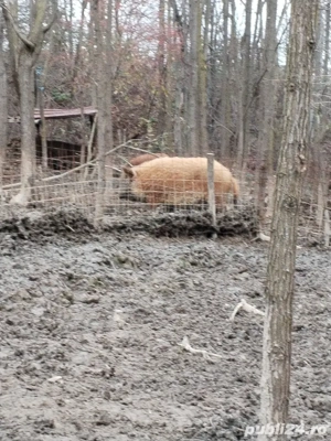 Mangalita roșu pt sacrificat 50kg 130kg ținuți în mediu liber nu au slănină multă  - imagine 2