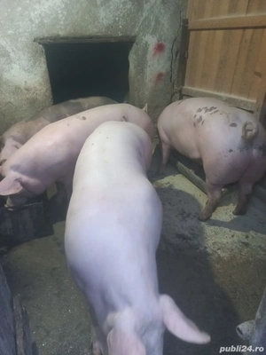 Porci de vanzare pietrean  - imagine 2