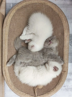 Scotish fold si straight  - imagine 4