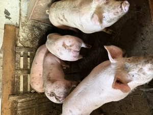 Porci de vânzare  - imagine 4