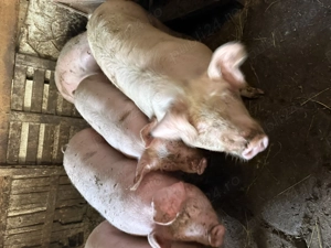 Porci de vânzare  - imagine 5