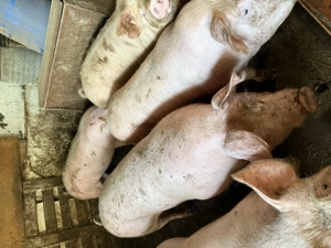 Porci de vânzare  - imagine 3