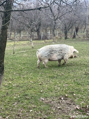 porc de vanzare - imagine 5