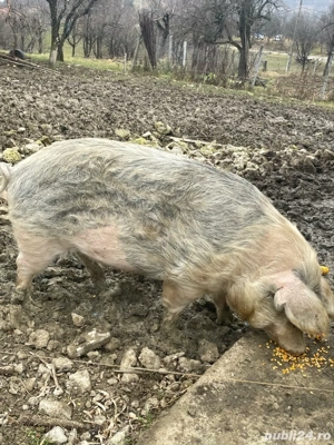 porc de vanzare - imagine 4