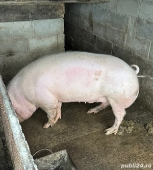 Porci     