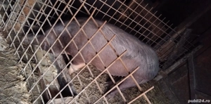 Vând porc crescut bio! - imagine 2