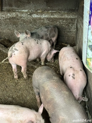 Scrofite 50-55 kg  - imagine 2