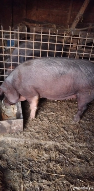 Vând porc crescut bio!