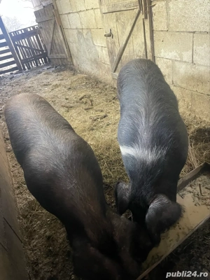 Porci de vanzare  - imagine 3