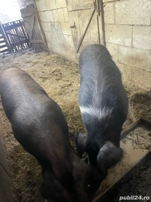 Porci de vanzare  - imagine 2