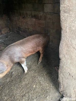 porci de vanzare  - imagine 4