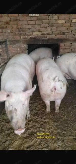 Porci crescuti la tara - imagine 2